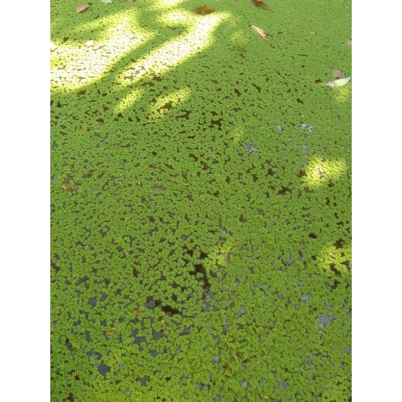 AZOLLA fres full isi Botol 250 ml