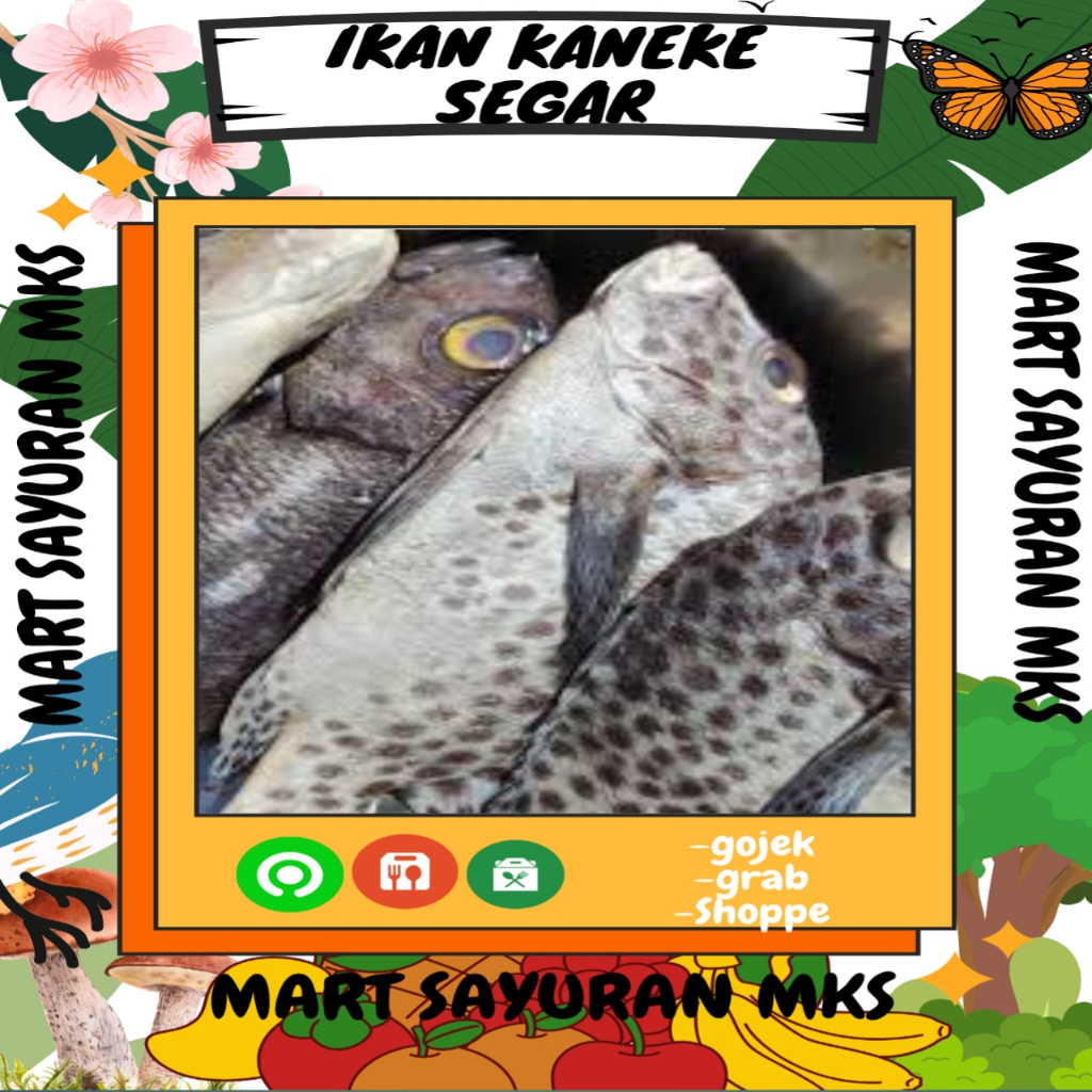 

Ikan kaneke segar isi4-5ekor