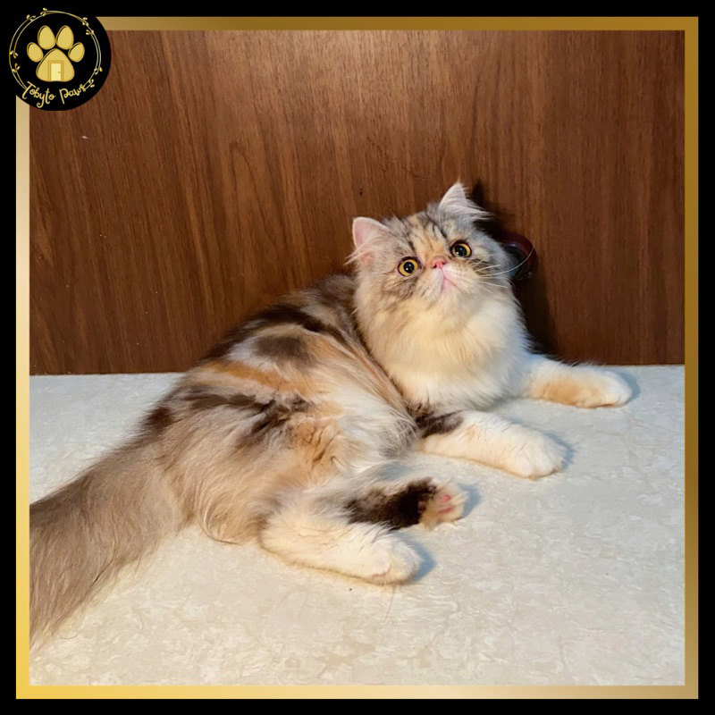 [PROMO] Exotic Longhair / Persia Peaknose (PITA)