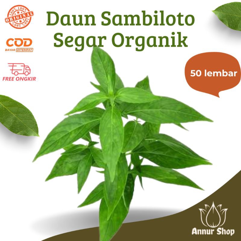 

(PROMO) 50 lembar daun sambiloto segar