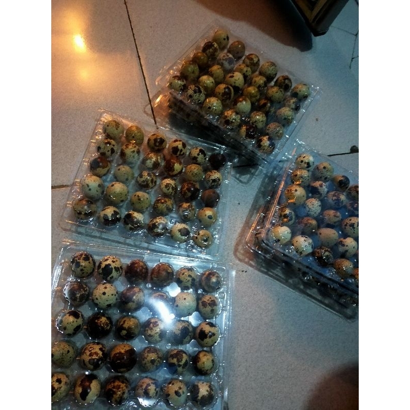 

TELUR PUYUH 30 PCS/ 1 mika