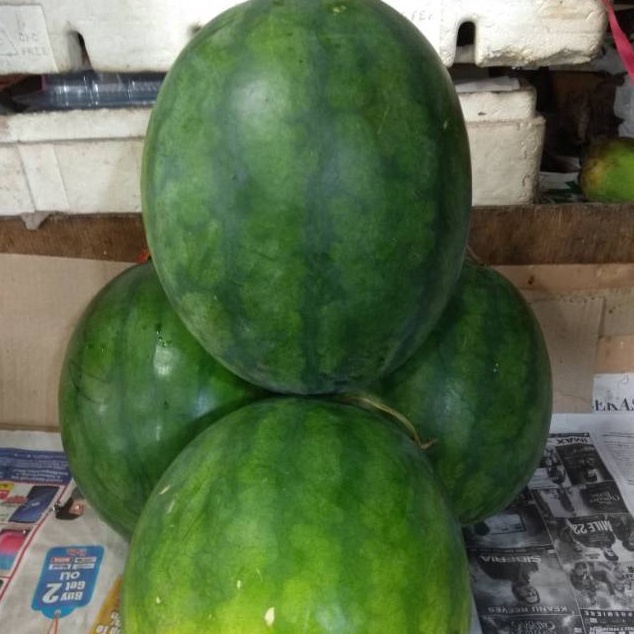 

Termurah dan terbaik BUAH SEMANGKA MERAH NON BIJI buruan