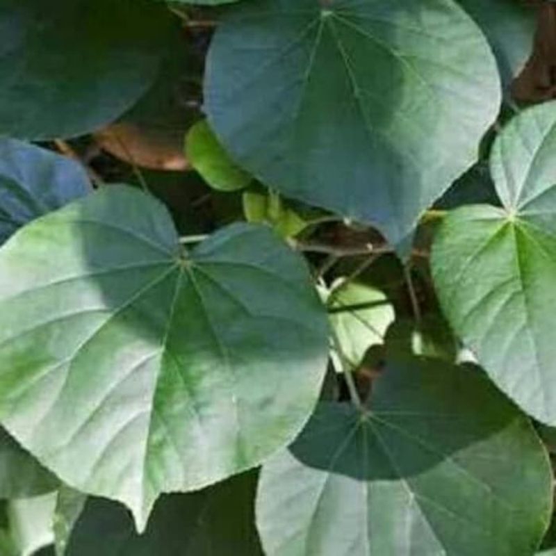 

DAUN WARU SEGAR FRESH 50 LEMBAR