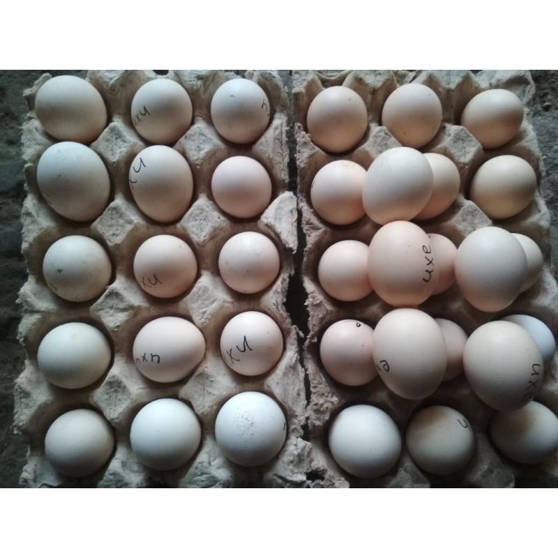 

telur ayam kampung uraba fertil