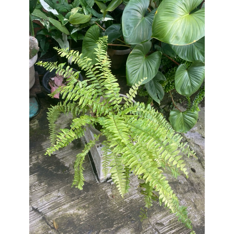 Tanaman Pakis Hias/Tanaman Indoor/Pakis Hias Rawatan