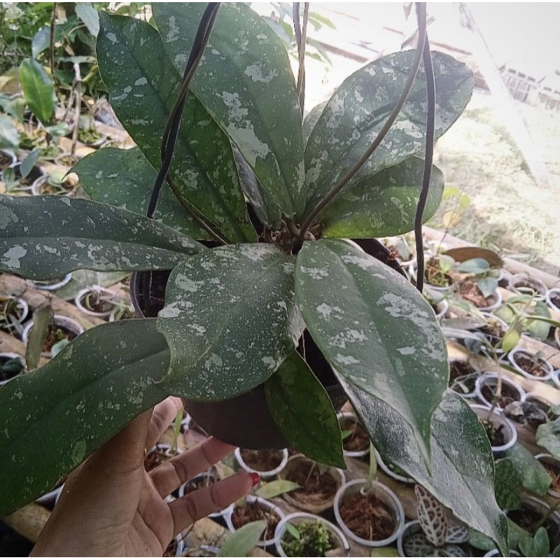 hoya mitrata splash