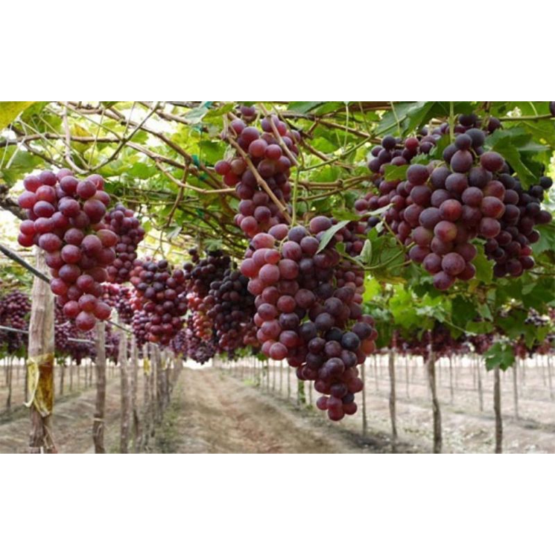 [ PROMO ] Bibit tanaman buah anggur jupiter - bibit tanaman buah anggur