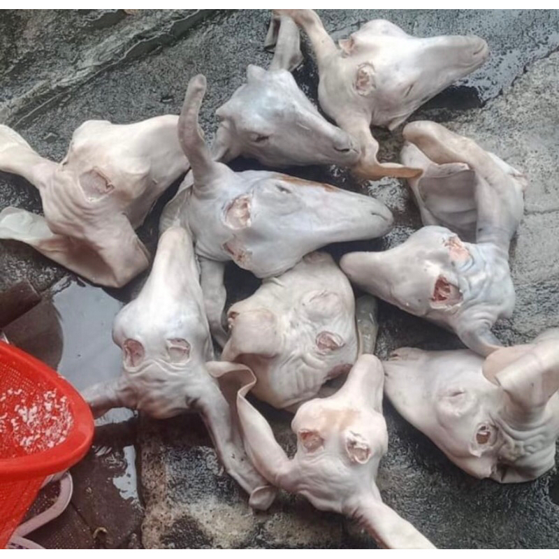 

Kepala Kambing Fresh! KAMBING LOKAL