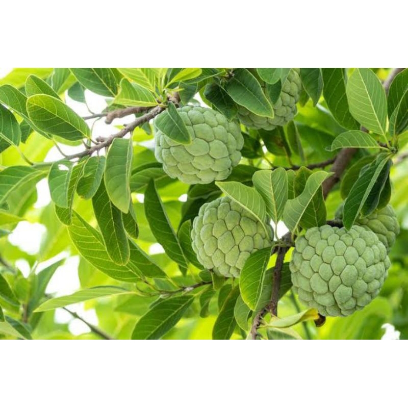 

Daun Srikaya Segar 100 Lembar