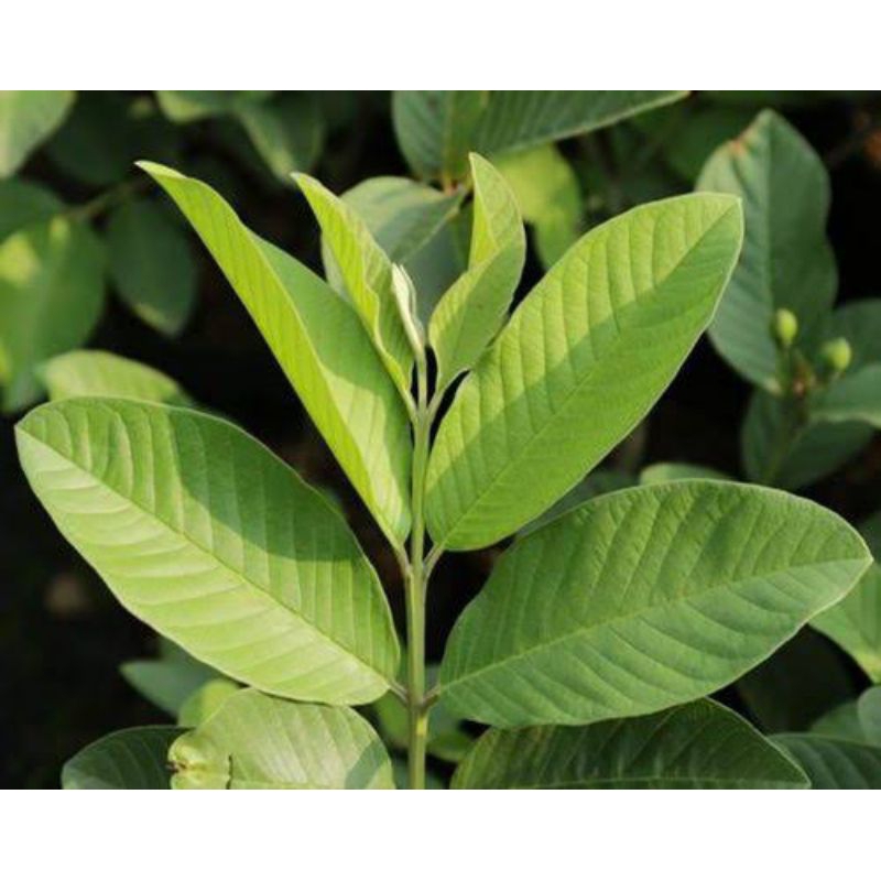 

Daun Jambu Biji Segar 100 Lembar