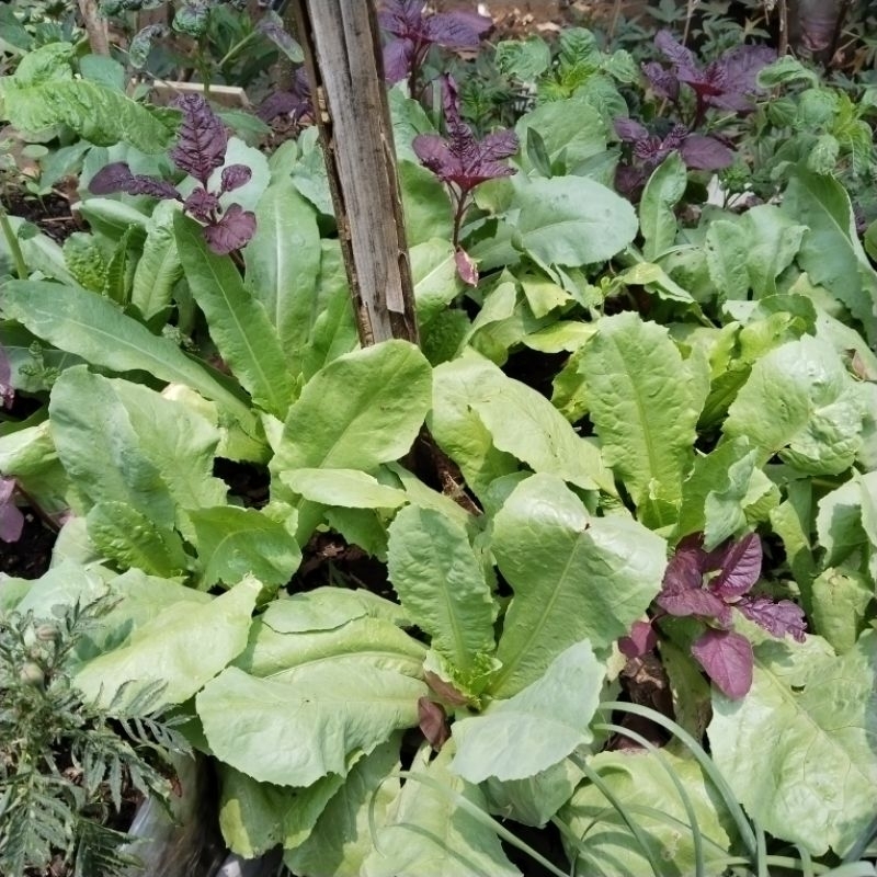 

Benih selada wangi fumak/siomak (25 pcs)