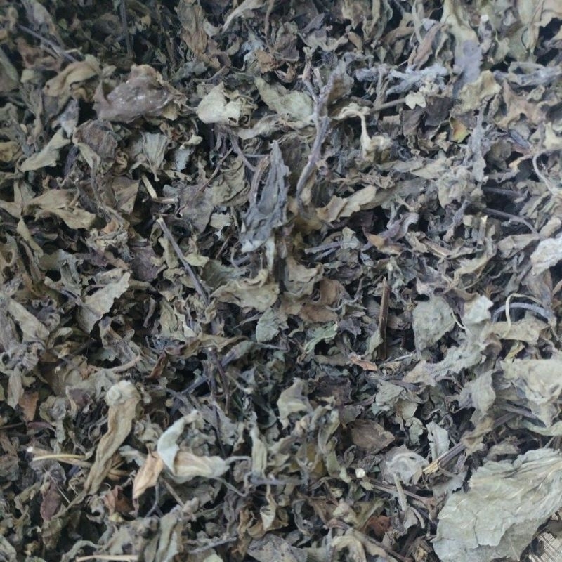 

daun kumis kucing 500g kusus daun