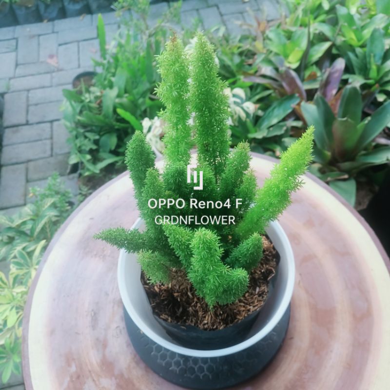 tanaman ekor monyet ( outdoor / indoor )