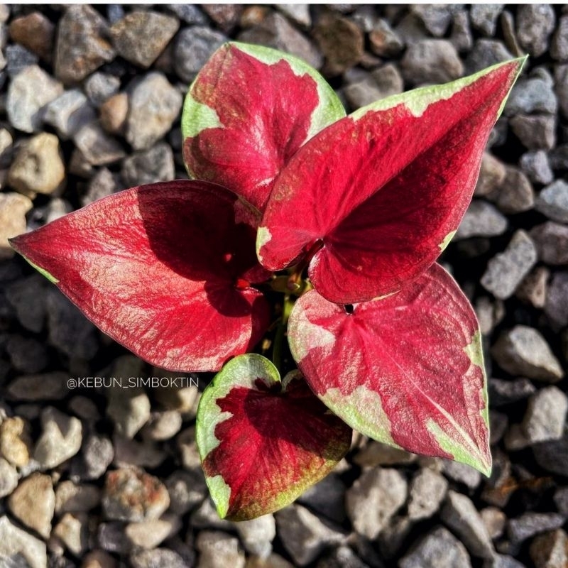 Caladium Dwi Warna 1-3 Daun Tanaman Keladi Hias Murah Impor Thailand Import BUKAN bonggol bibit / TA