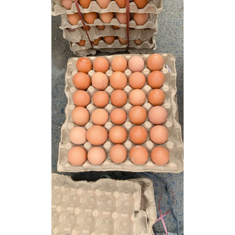 

telur 1 papan