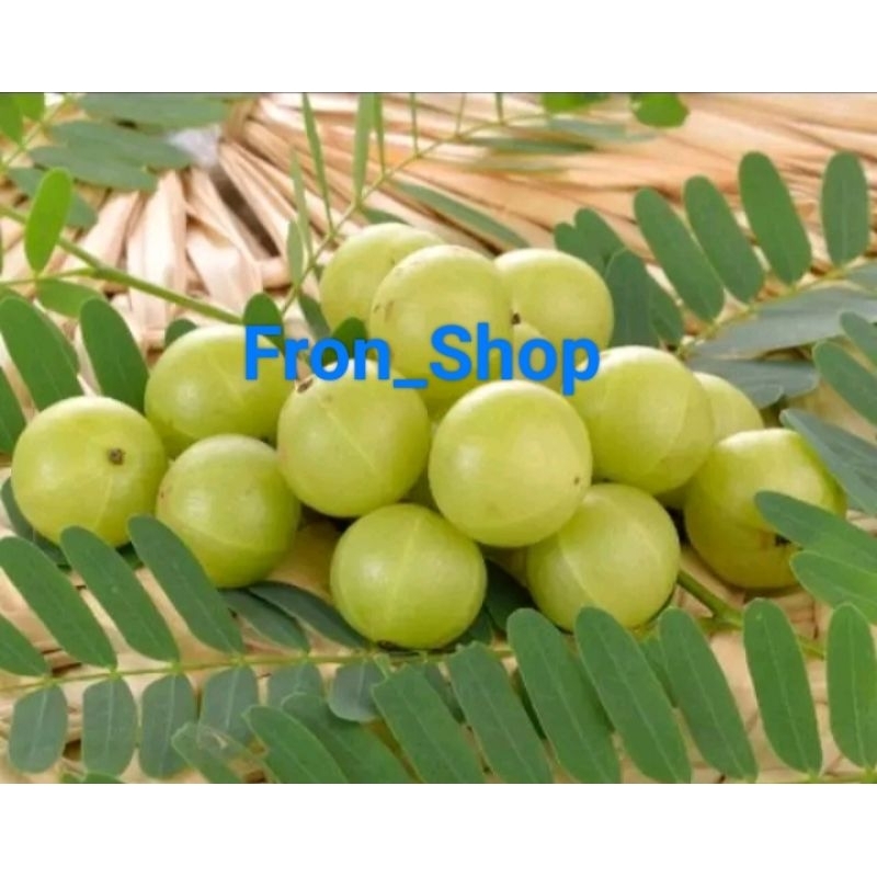 

Buah Malaka Segar / Buah Amla Langsung Petik (500gr)