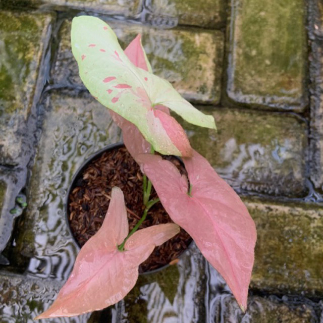 Syngonium Pink Salmon