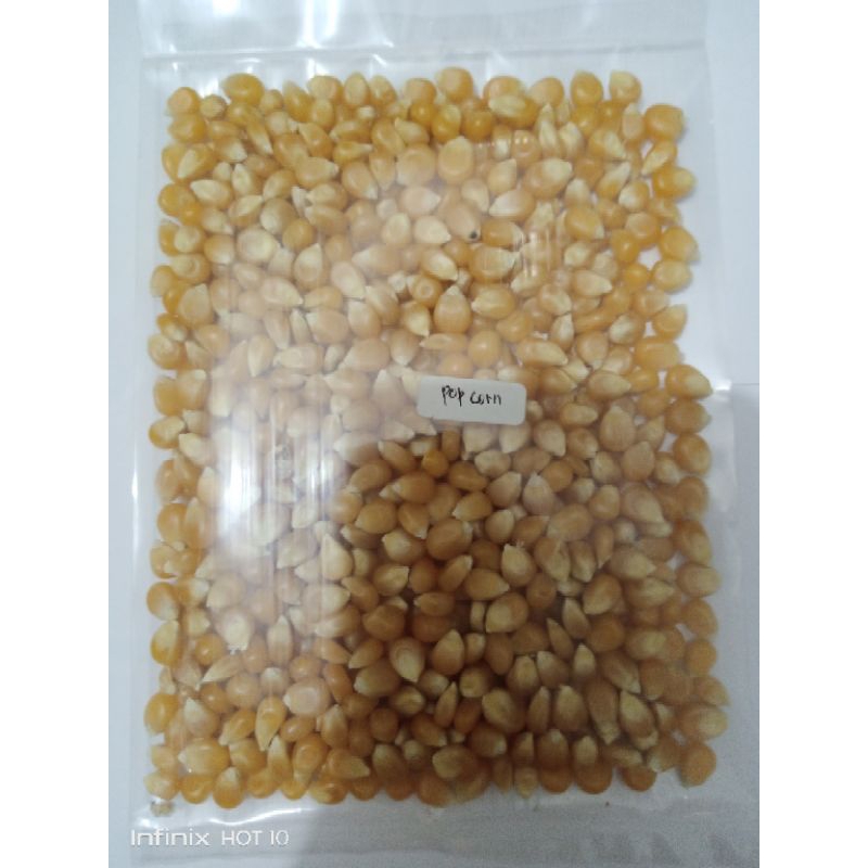 

Pop corn | Jagung popcorn | BSM