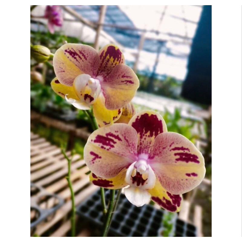 Anggrek Bulan kuning sembur merah spike