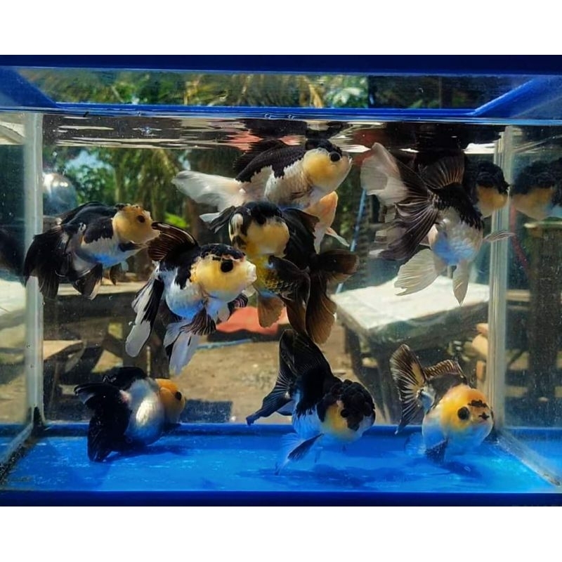 Ikan Mas Koki Oranda Panda