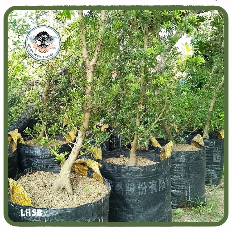Bahan Bonsai Lohansung Lidah Burung, Lidah Burung Bogel
