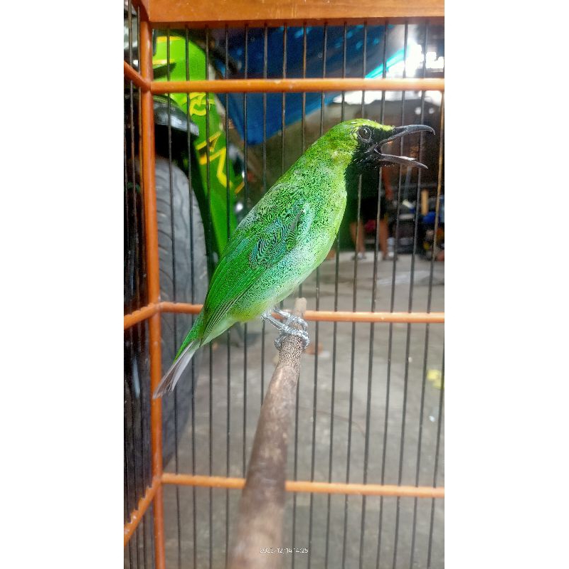 CUCAK IJO JANTAN RAWATAN JAMINAN BUNYI