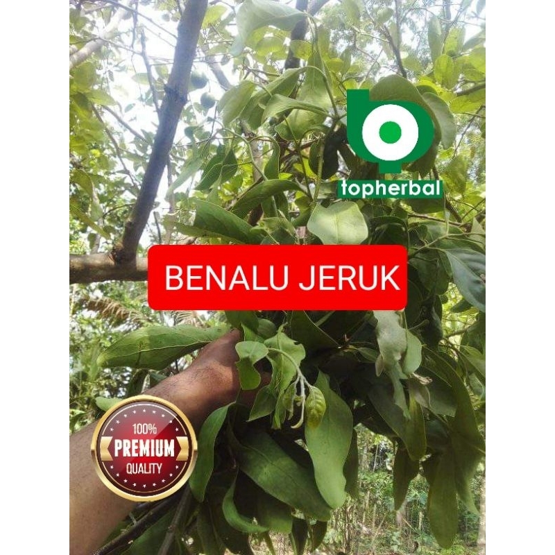 

Daun Benalu Jeruk Kering Hijau 1000 Gram