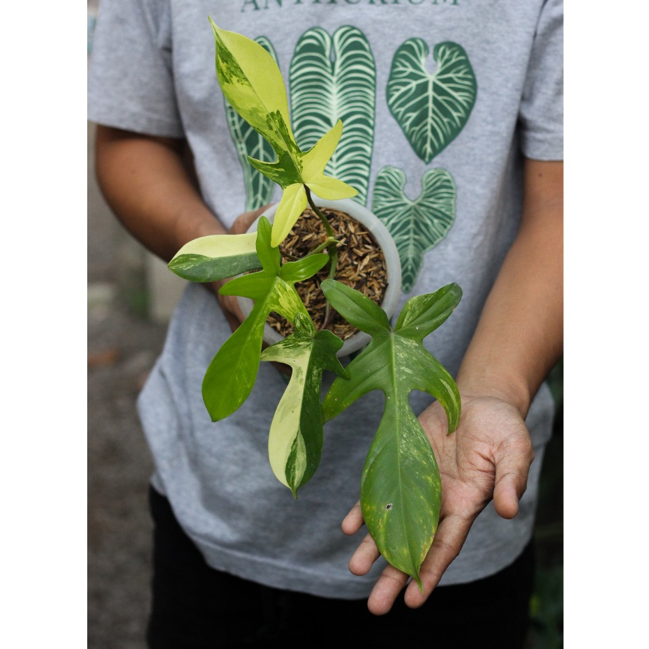 Philodendron Florida Beauty