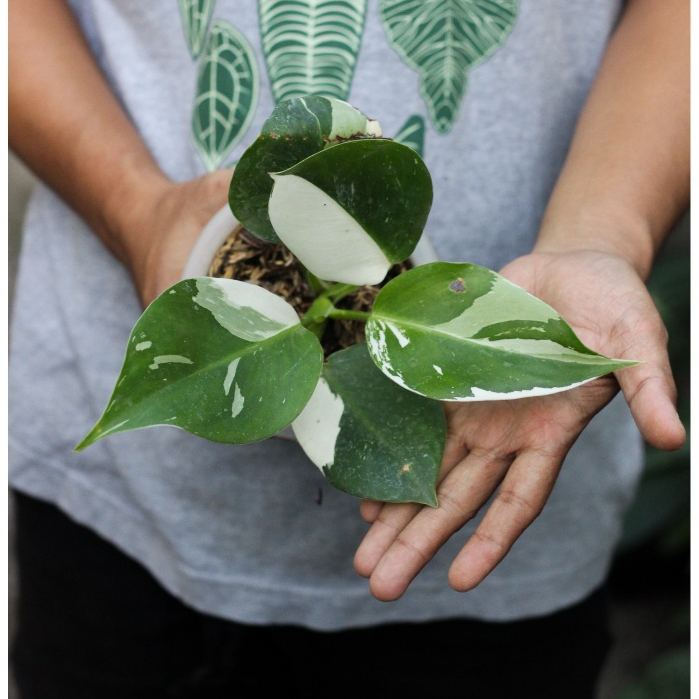 Philodendron White Wizard