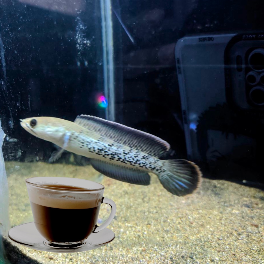 

Kopi stw, BP single tank