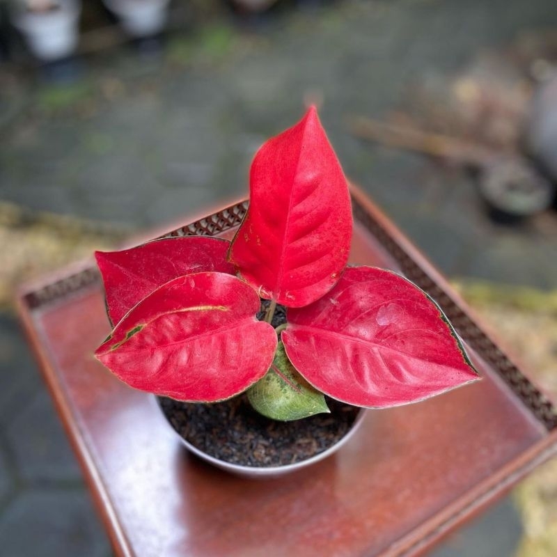 Tanaman Hias Aglonema Suksom/aglonema merah/tanaman hias merah