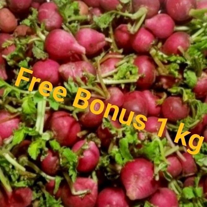 

Red Radish uk 200 gr + Gratis Bonus