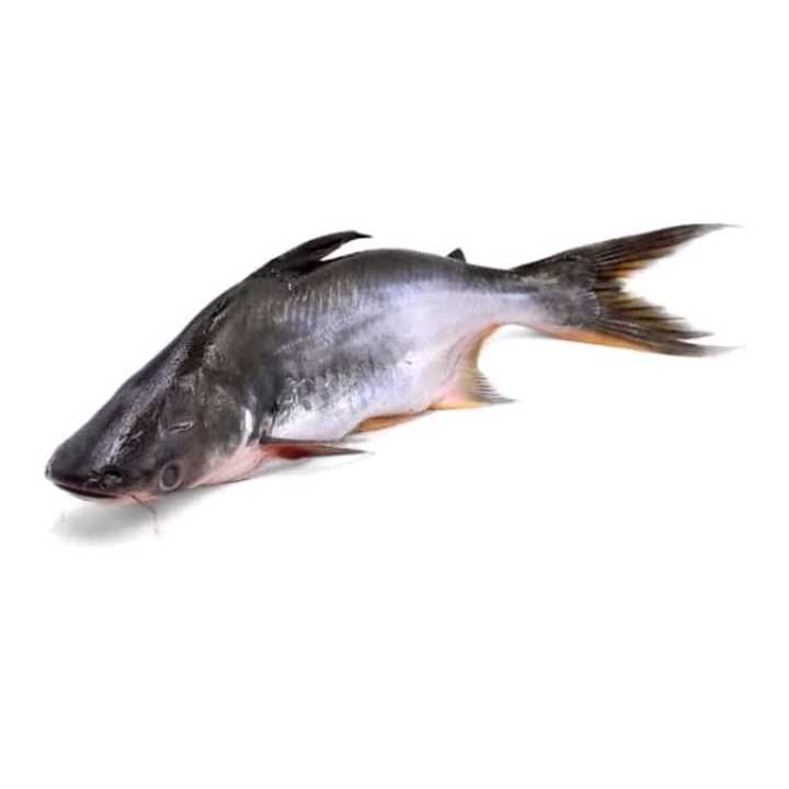 

ikan patin segar