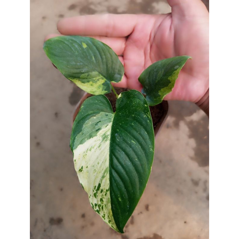 Bibit Tanaman Hias Homalomena Sp Varigata