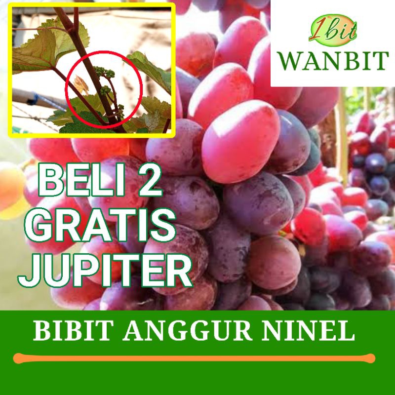 Bibit Anggur Ninel - Bibit Anggur Import Berkualitas Cepat Berbunga