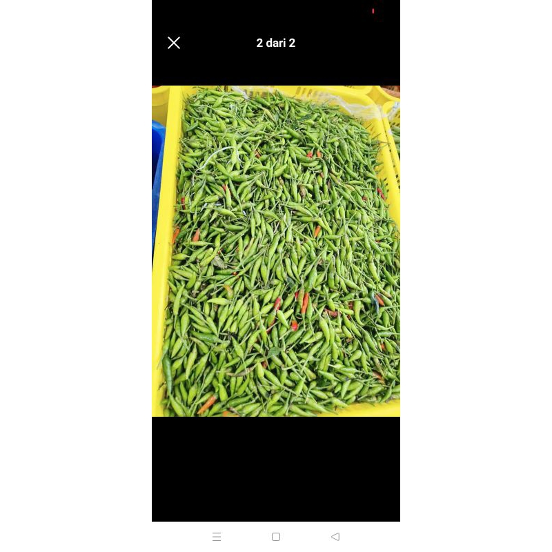 

Paket 10 Kg Cabe Rawit Super Pedas Cabe Rawit Segar