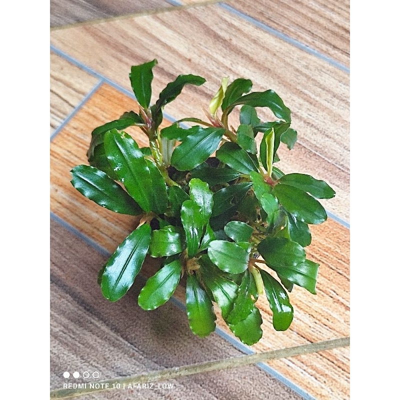 Bucephalandra media wabikusa aquascape