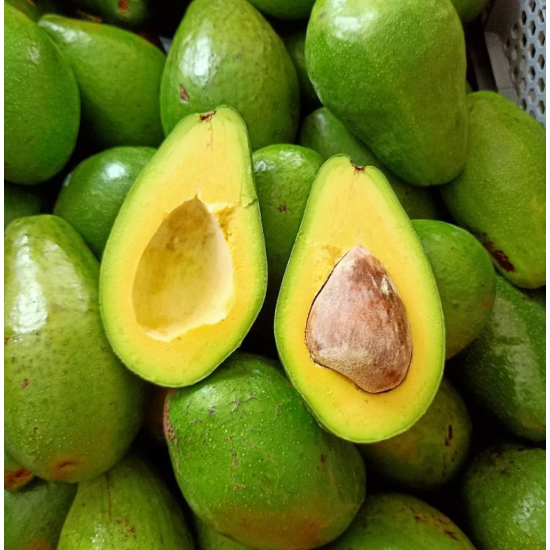 1 BUAH ALPUKAT ALIGATOR JUAL ALPUKAT MALANG MURAH GRATIS ONGKIR BISA COD