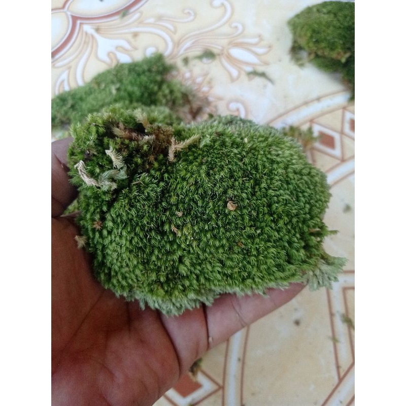 Lumut hidup | lumut pinus | media tanam  berat 1 kg