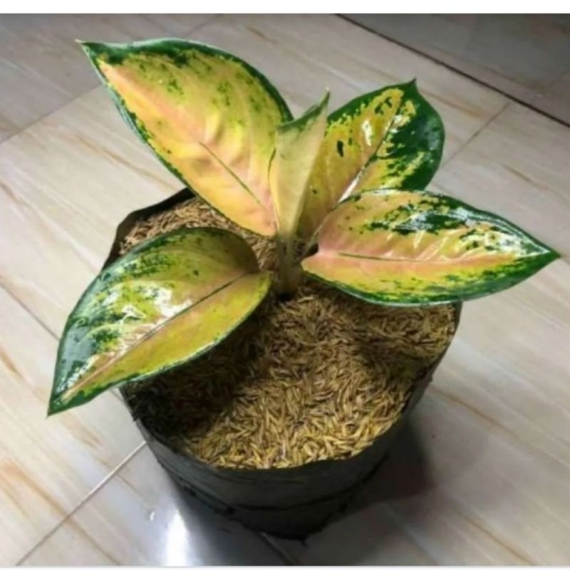 AGLONEMA Sultan Brunei Cantik remaja dewasa