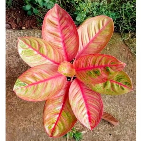 aglonema Krisna conon/Aglaonema Krisna conon daun 3+