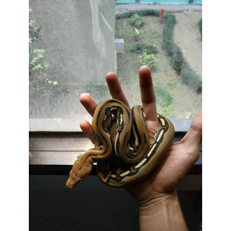 reticulatus tiger