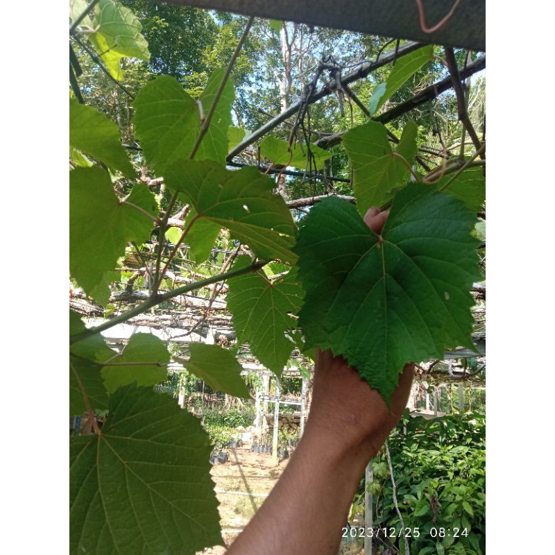 cutting Iac572 sekilo