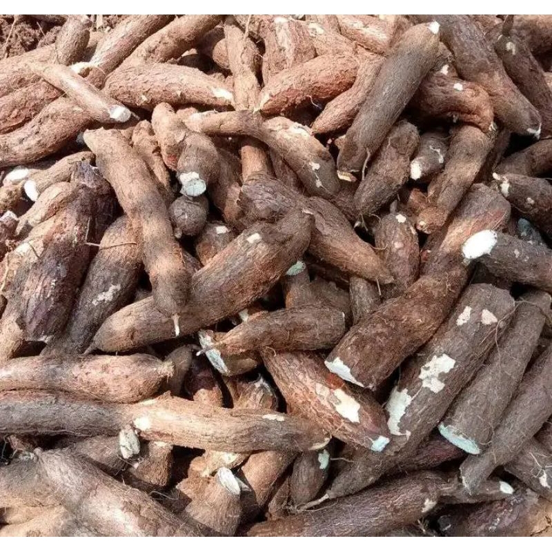 

SINGKONG 500 gram/BODIN/UMBI