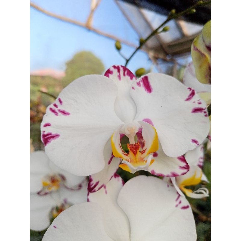 anggrek bulan premium putih splash ungu phalaenopsis hybrid bunga jumbo kondisi knop mekar