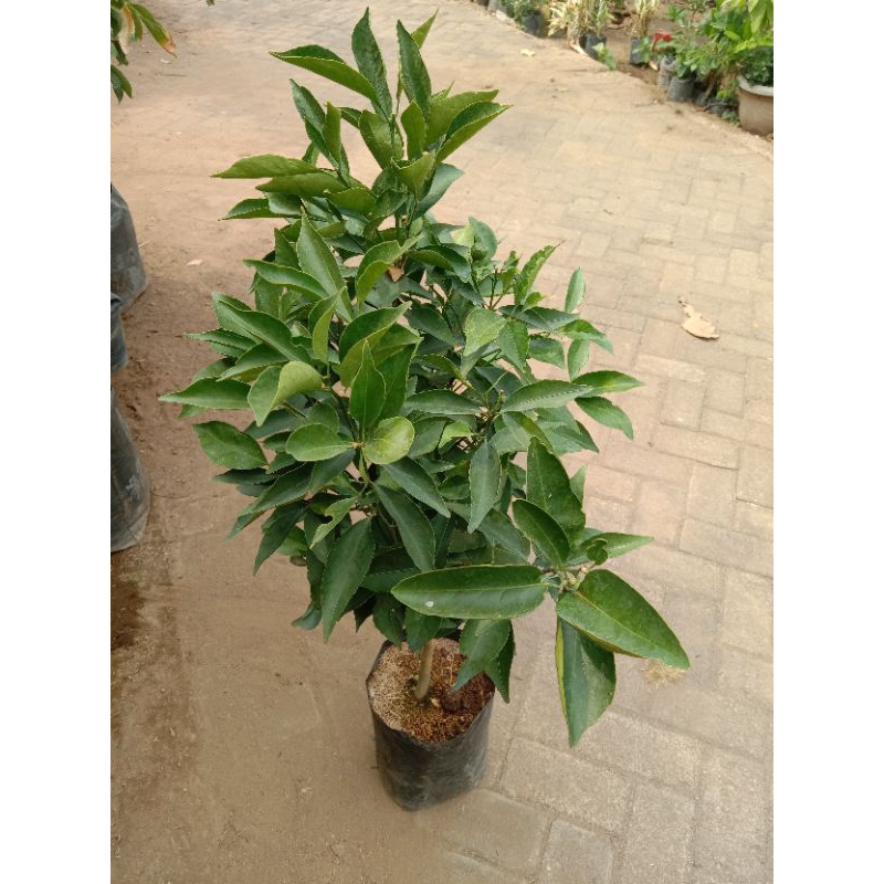 BERBUAH & BERBUNGA Bibit Apel Putsa, Jambu Kristal, Jeruk Siem Madu, Jeruk Santang Madu, Jeruk Kastu