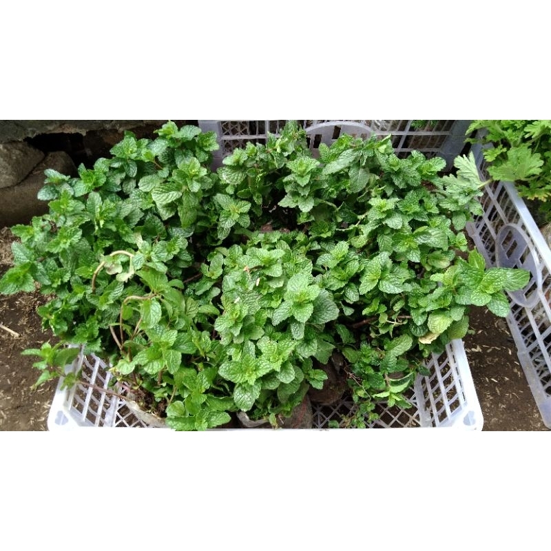 PAKET 2 TANAMAN DAUN MINT (PEPPERMINT BISA DIKONSUMSI UNTUK MINUMAN)