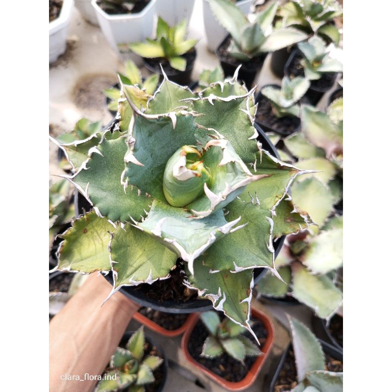 agave solar eclips jumbo