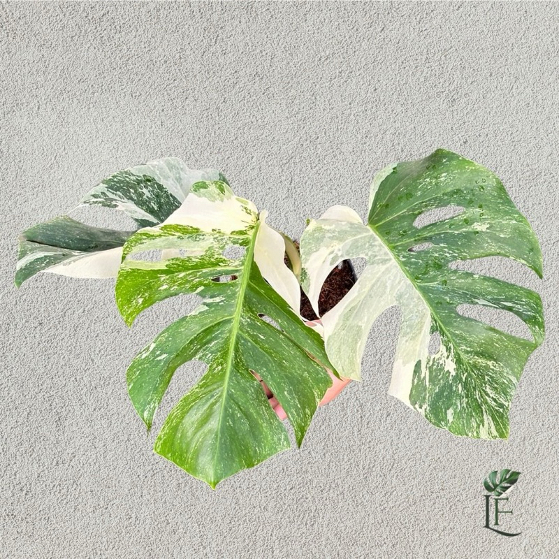 Monstera Variegata Marble
