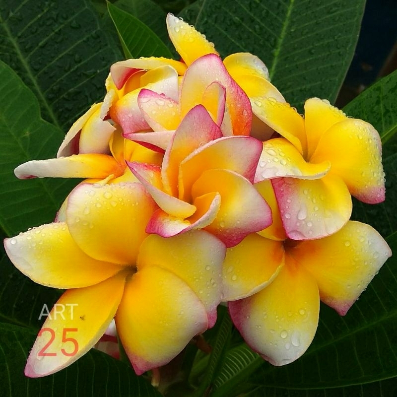 Plumeria 'Mayesa' Kamboja Bali Premium Hybrid